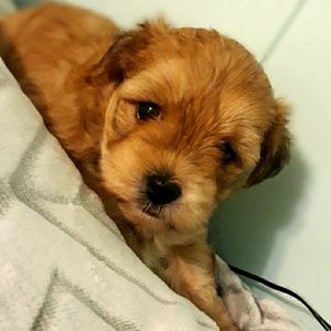 Meet your Posher, Crystal